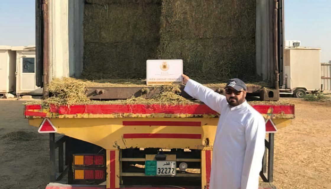 Alfalfa: de San Luis a Qatar