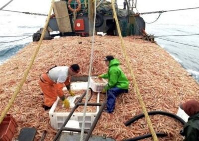 Argentina: Llegó a su fin la temporada de langostino en aguas nacionales