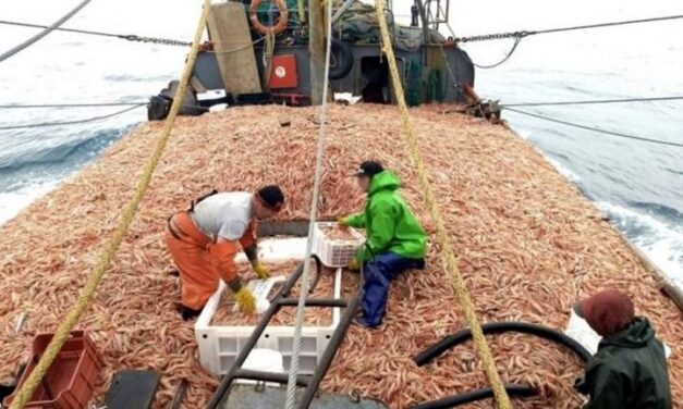 Argentina: Llegó a su fin la temporada de langostino en aguas nacionales