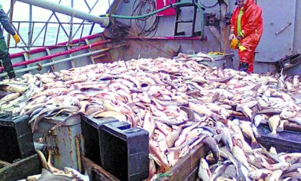 Exportaciones pesqueras generaron US$1.300 millones
