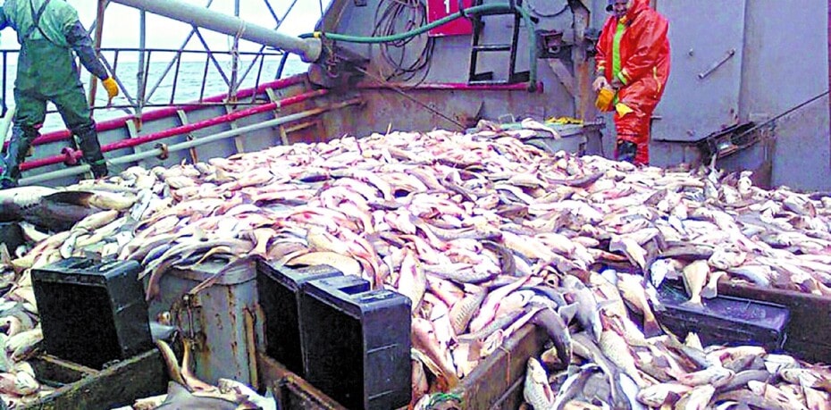 Exportaciones pesqueras generaron US$1.300 millones