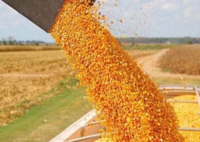 China se convertirá en el primer importador mundial de maíz