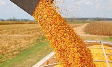 Anuncian reapertura parcial para exportaciones de maíz