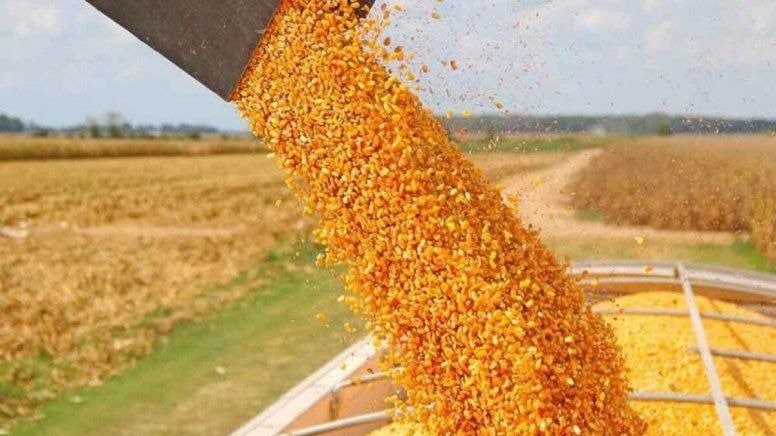 Anuncian reapertura parcial para exportaciones de maíz