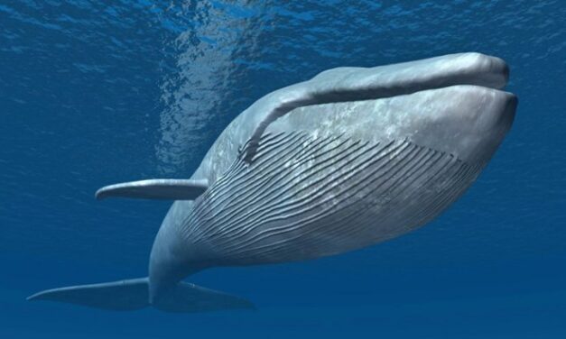 Sobreviviré: el resurgir de las ballenas tras la suspensión de la caza comercial