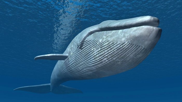 Sobreviviré: el resurgir de las ballenas tras la suspensión de la caza comercial