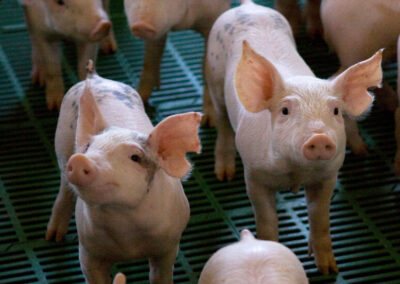 Hubo una actualización en la clasificación de los establecimientos de producción porcina