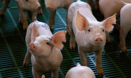 Hubo una actualización en la clasificación de los establecimientos de producción porcina