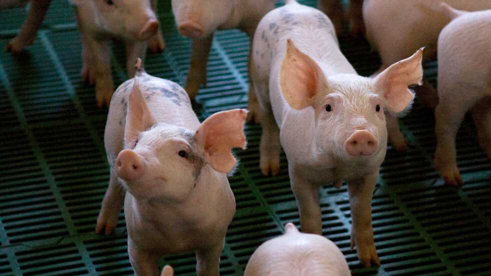 Hubo una actualización en la clasificación de los establecimientos de producción porcina