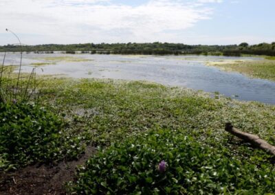 Proteger y vigilar los humedales, esa es la cuestión en el Delta del Paraná