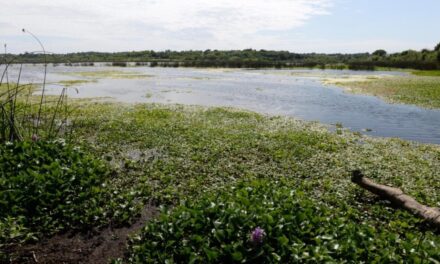 Proteger y vigilar los humedales, esa es la cuestión en el Delta del Paraná