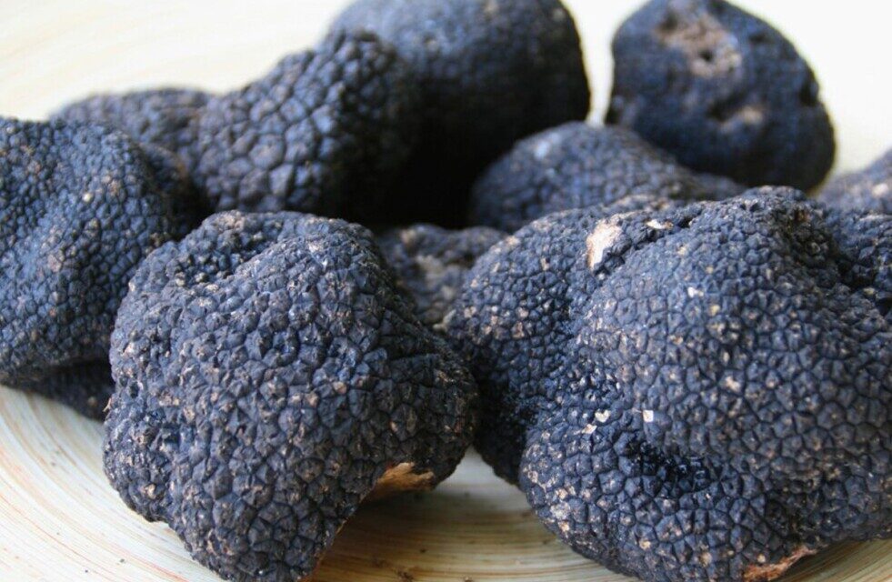 Argentina comenzó a exportar trufas negras