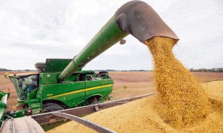 La cosecha de granos navega entre avances y obstáculos 