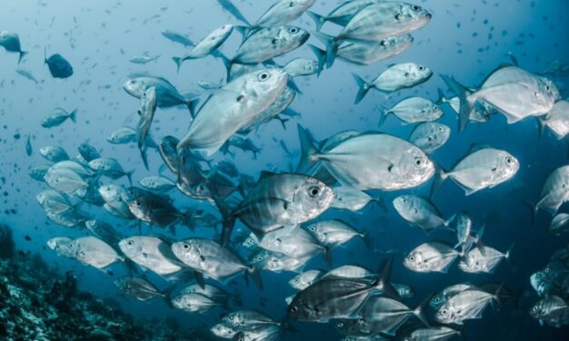 Los antidepresivos están exterminando a los peces