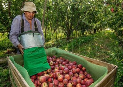 La exportación de peras y manzanas de Río Negro se amplió en el mercado latinoamericano