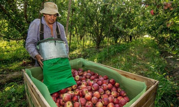 La exportación de peras y manzanas de Río Negro se amplió en el mercado latinoamericano
