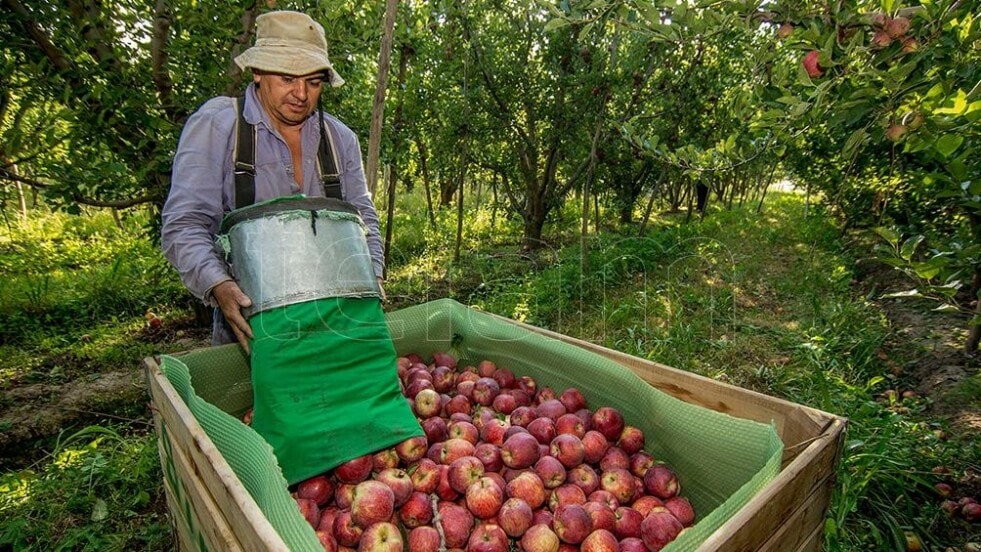 La exportación de peras y manzanas de Río Negro se amplió en el mercado latinoamericano