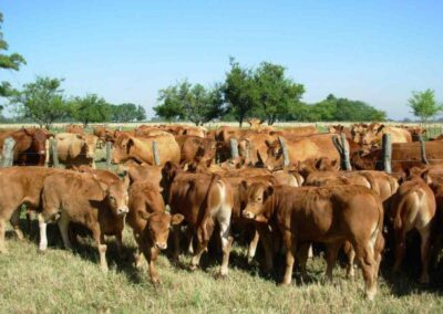 La Argentina logró la reapertura del mercado para exportar bovinos a Uruguay