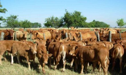 La Argentina logró la reapertura del mercado para exportar bovinos a Uruguay
