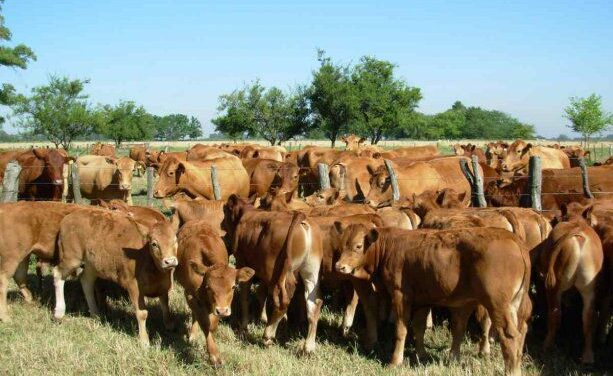 La Argentina logró la reapertura del mercado para exportar bovinos a Uruguay