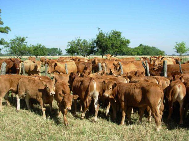 La Argentina logró la reapertura del mercado para exportar bovinos a Uruguay
