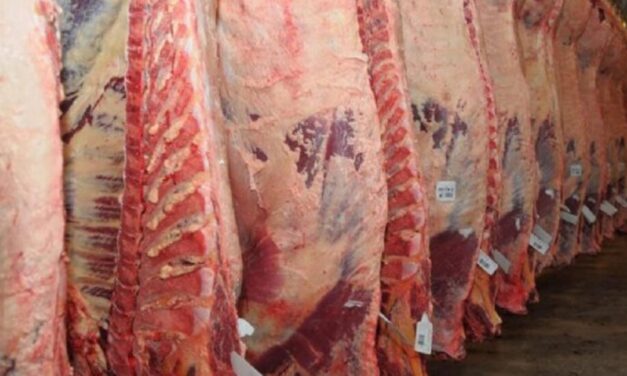 En febrero, las exportaciones de carne bovina aumentaron un 5% interanual