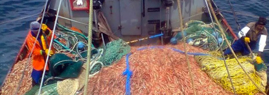 El sector pesquero celebra el acuerdo con Brasil para exportar langostinos