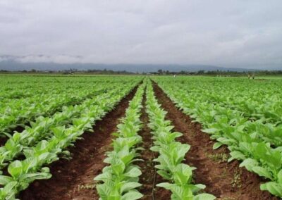 Agricultura destina cerca de 51 millones de pesos para asistir a los productores de Misiones