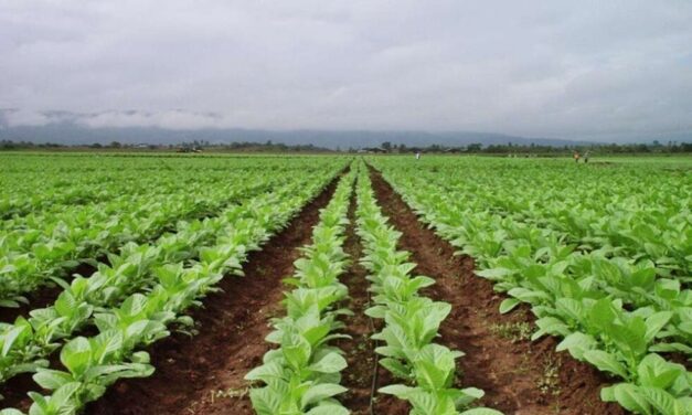 Agricultura destina cerca de 51 millones de pesos para asistir a los productores de Misiones