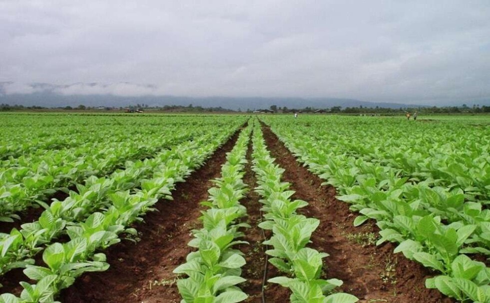 Agricultura destina cerca de 51 millones de pesos para asistir a los productores de Misiones