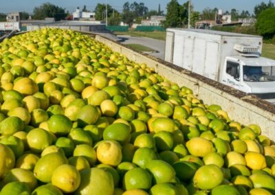 Tras 20 años, la UE reabrió su mercado a los cítricos orgánicos argentinos