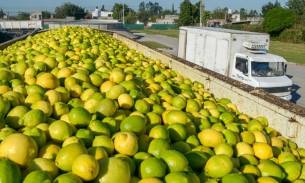 Los cítricos argentinos vuelven a ingresar al mercado de la Unión Europea