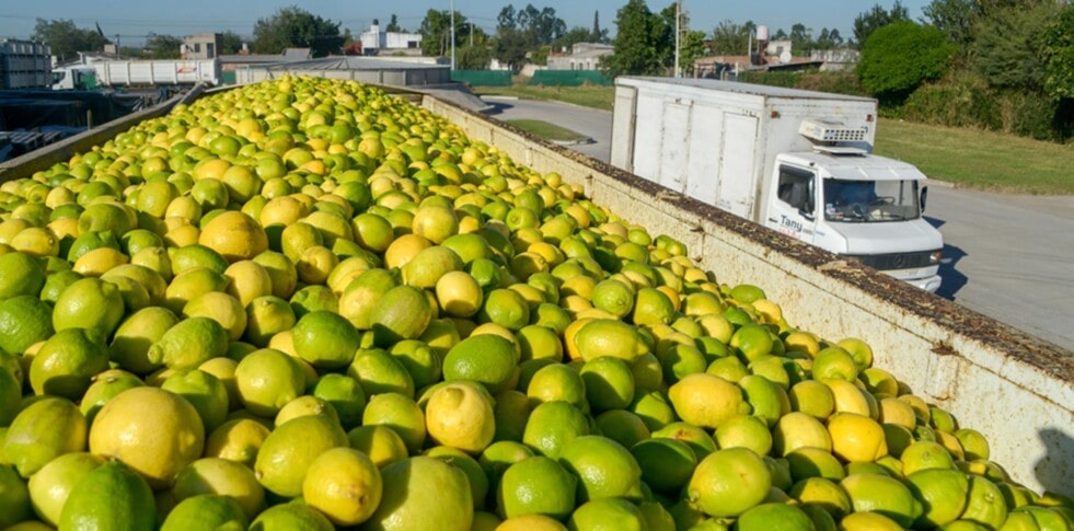 Los cítricos argentinos vuelven a ingresar al mercado de la Unión Europea