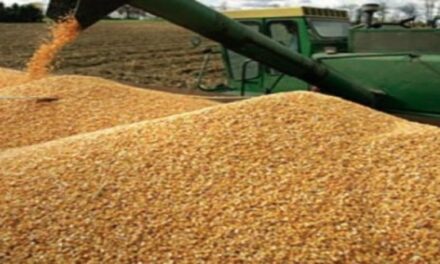 Argentina tendría la tercer mayor cosecha de maíz de su historia