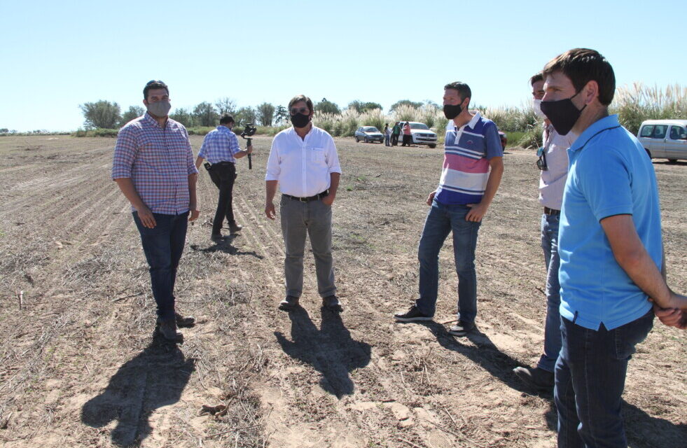 San Luis cultiva alfalfa para disminuir el desbalance hídrico de la Cuenca del Morro