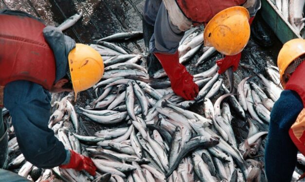 La pesca creció un 12,3 % el último año