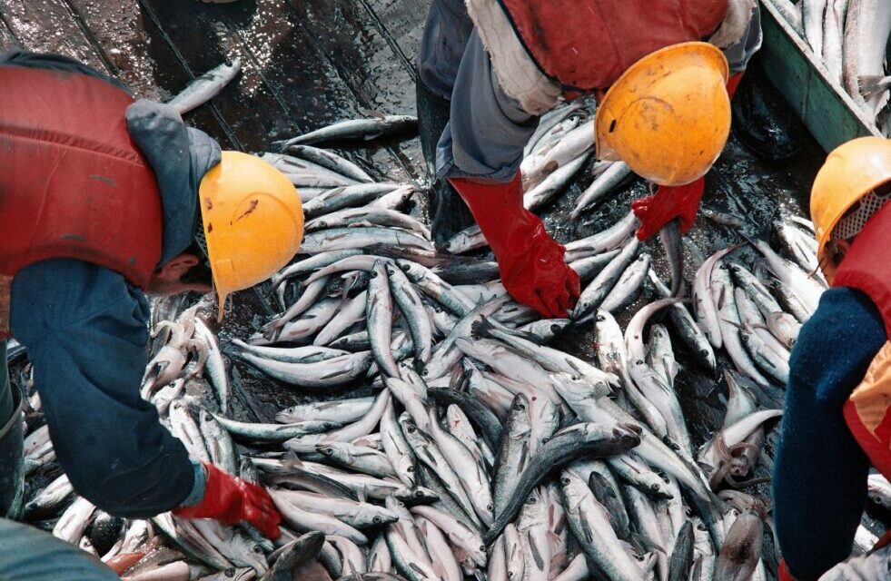 La pesca creció un 12,3 % el último año