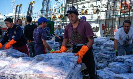 Pesca de Calamar supera las 110 mil toneladas, Mar del Plata lidera la descarga