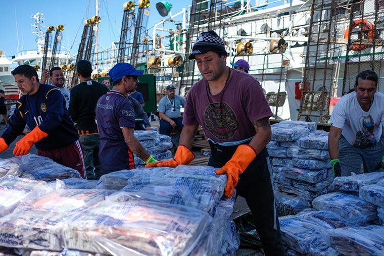 Pesca de Calamar supera las 110 mil toneladas, Mar del Plata lidera la descarga