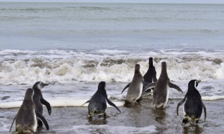 El Puerto de Bahia Blanca acompañó la primera liberación de pingüinos en la región