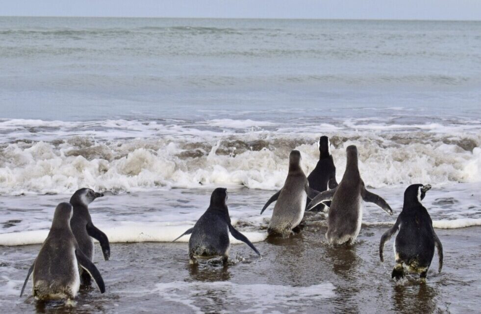 El Puerto de Bahia Blanca acompañó la primera liberación de pingüinos en la región