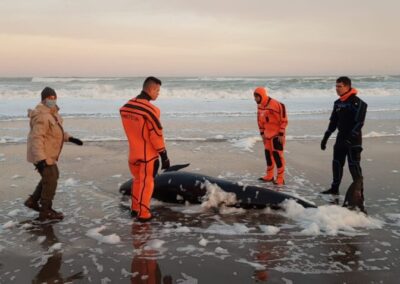 Prefectura ayudó a un cetáceo a regresar al mar