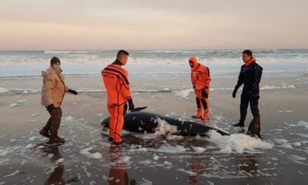 Prefectura ayudó a un cetáceo a regresar al mar