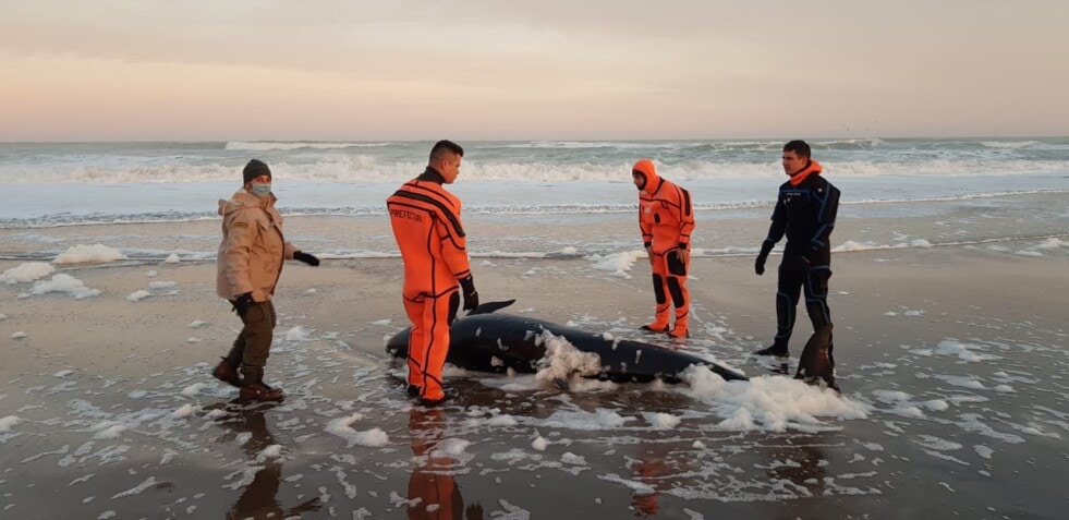 Prefectura ayudó a un cetáceo a regresar al mar