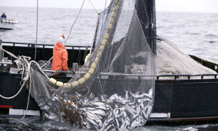 La pesca consolida su crecimiento interanual con un incremento de 59,2%