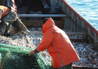 En 2020 la anchoíta volvió a ser patagónica