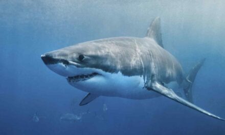 El INIDEP se reunió con la Asociación de Embarcaciones de Pesca Costera para abordar la conservación y manejo de rayas y tiburones