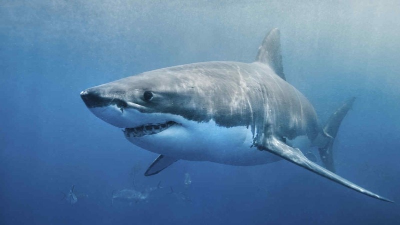 El INIDEP se reunió con la Asociación de Embarcaciones de Pesca Costera para abordar la conservación y manejo de rayas y tiburones