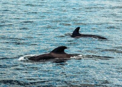 Puerto San Antonio: dos ballenas francas austral navegaron  a pocos metros de la costa