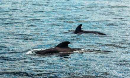 Puerto San Antonio: dos ballenas francas austral navegaron  a pocos metros de la costa